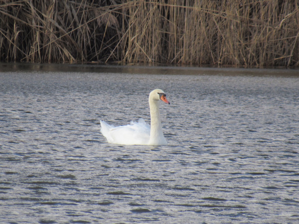 Mute Swan - ML613457986