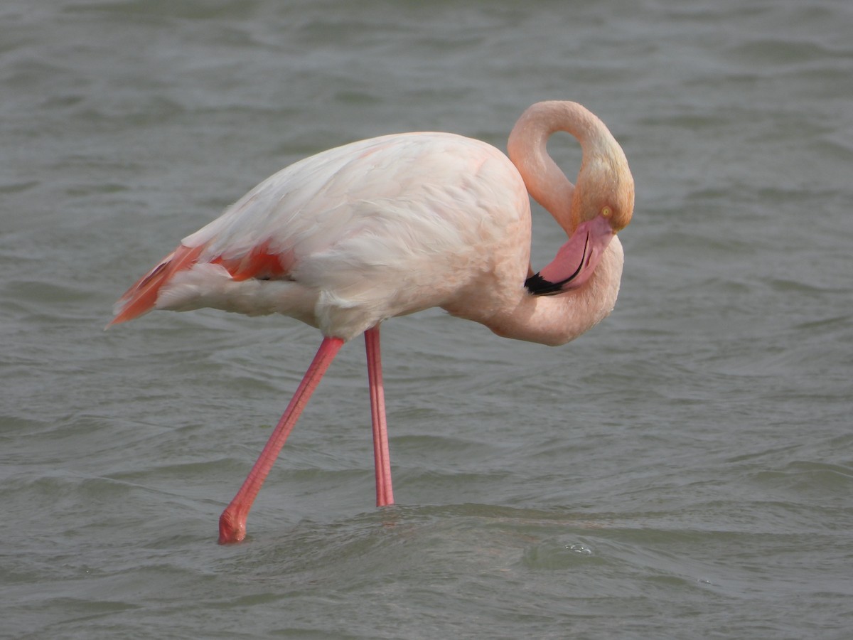 Greater Flamingo - ML613458116