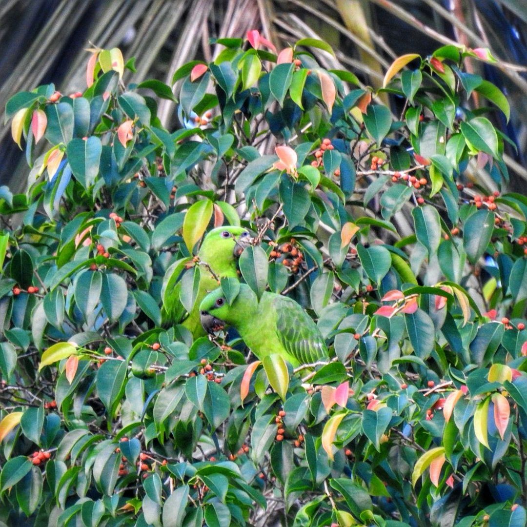 Short-tailed Parrot - Andrea  Hinek