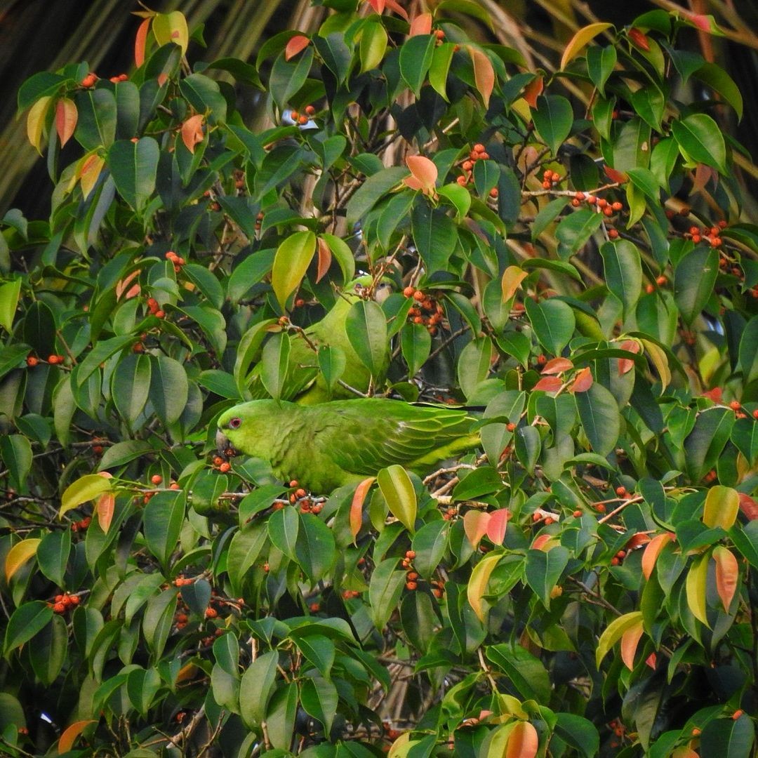 Short-tailed Parrot - Andrea  Hinek