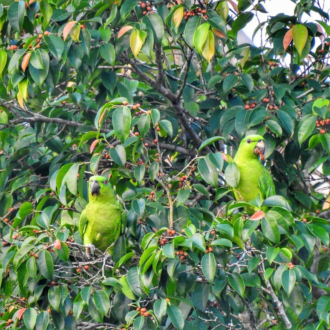 Short-tailed Parrot - Andrea  Hinek