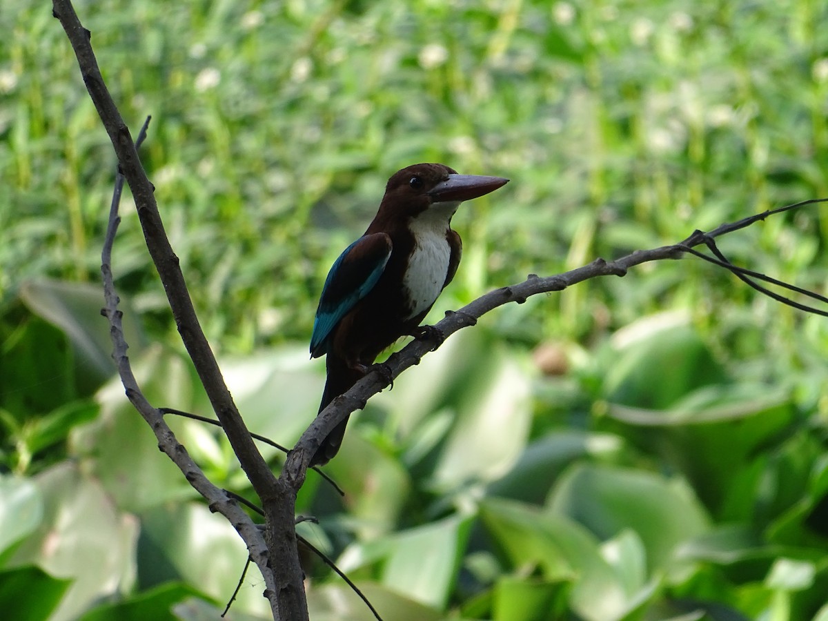 White-throated Kingfisher - ML613458149