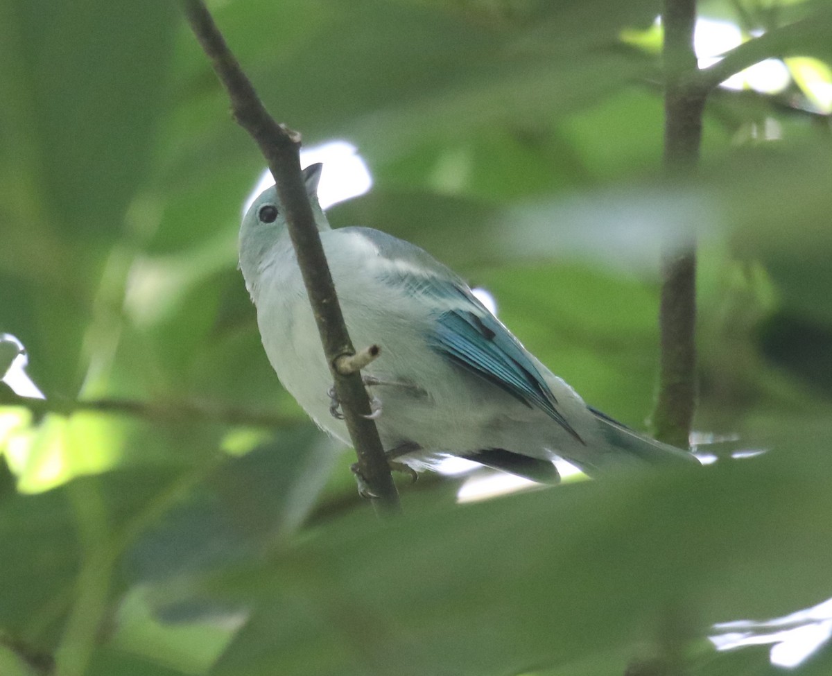 Blue-gray Tanager (White-edged) - ML613458150