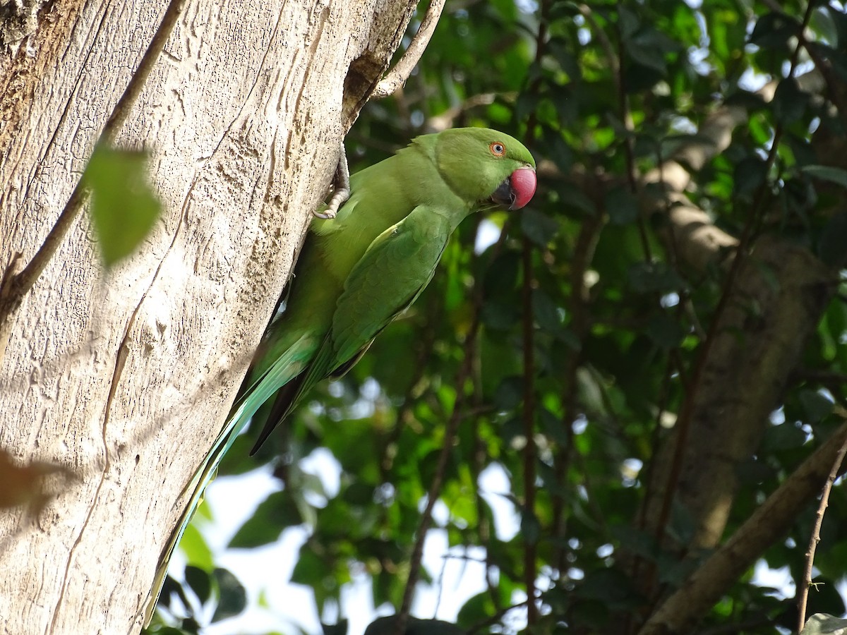 Rose-ringed Parakeet - ML613458187