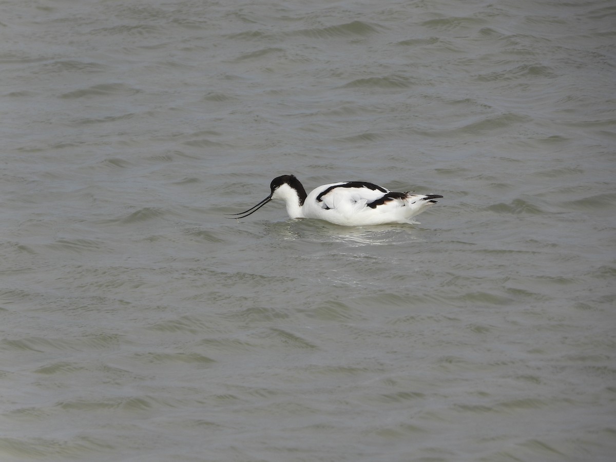 Pied Avocet - ML613458195