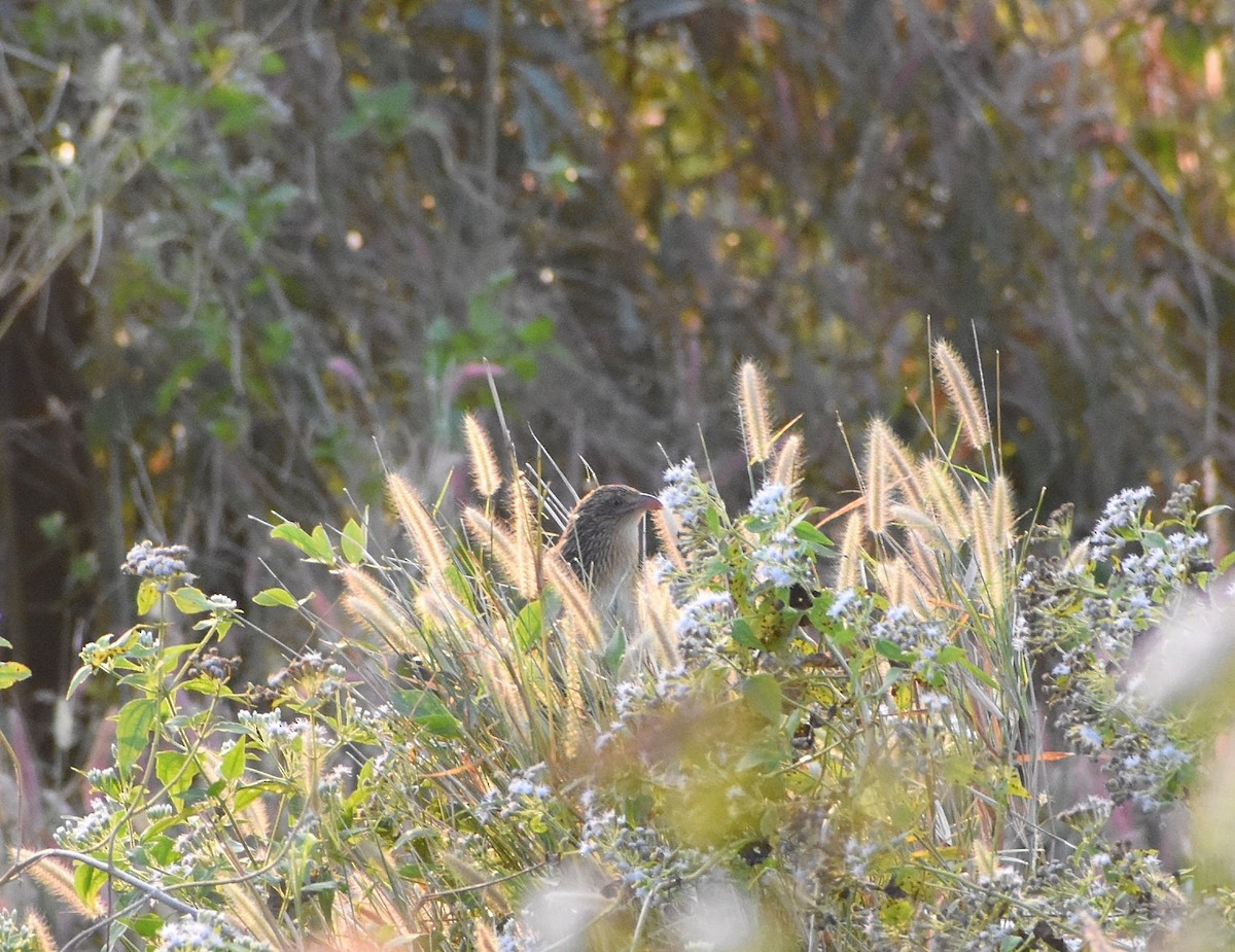 Lesser Coucal - Anand Birdlife