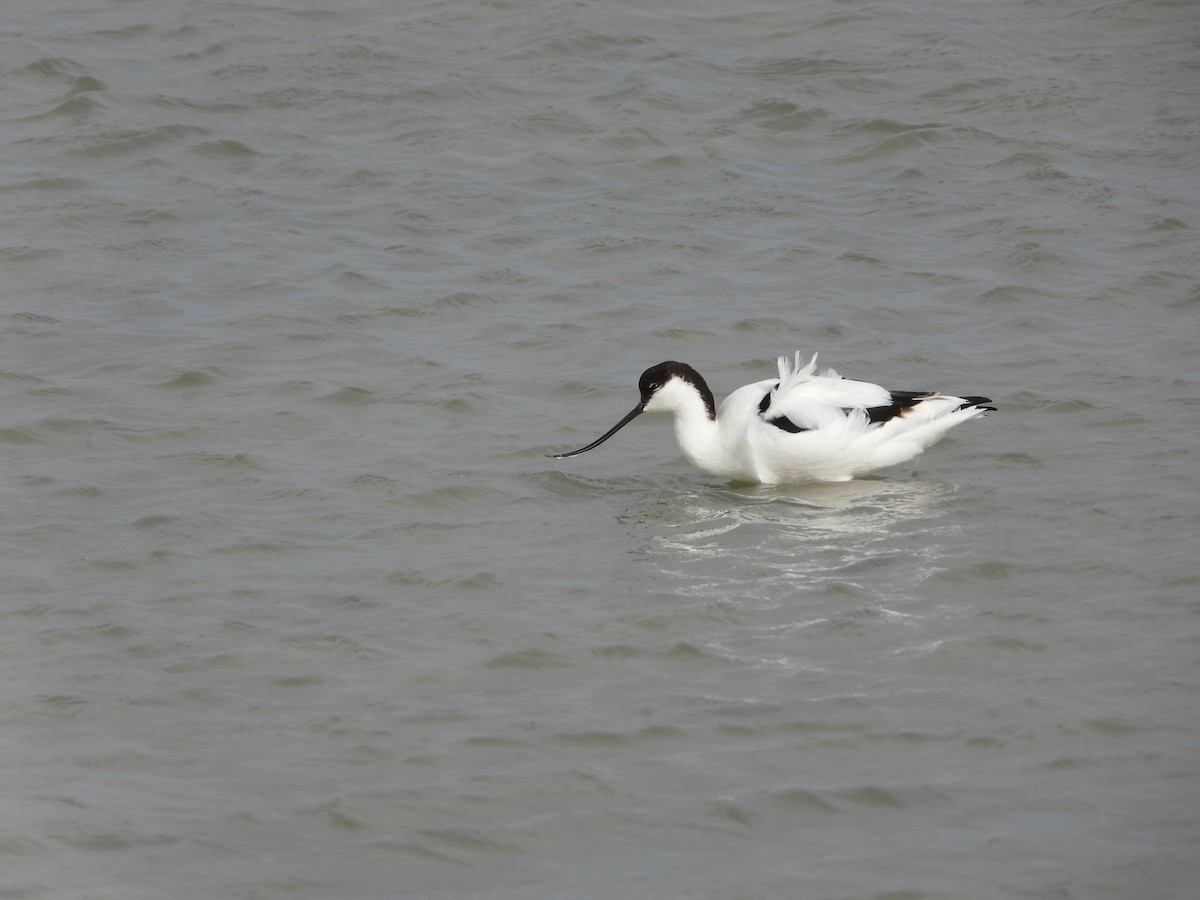 Pied Avocet - ML613458204