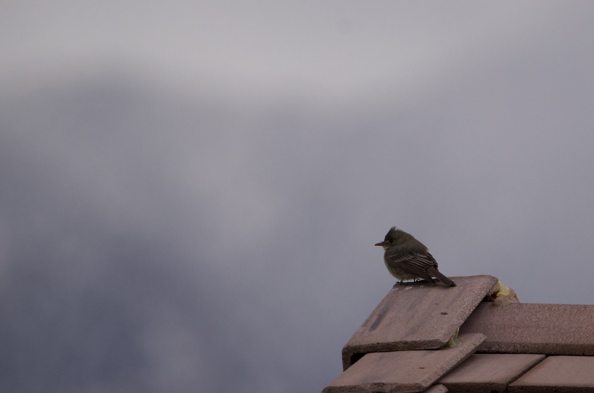 Greater Pewee - ML613458252