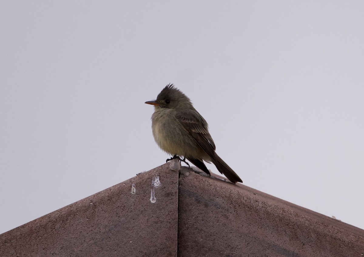 Greater Pewee - ML613458255