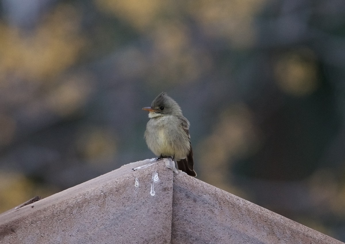 Greater Pewee - ML613458256