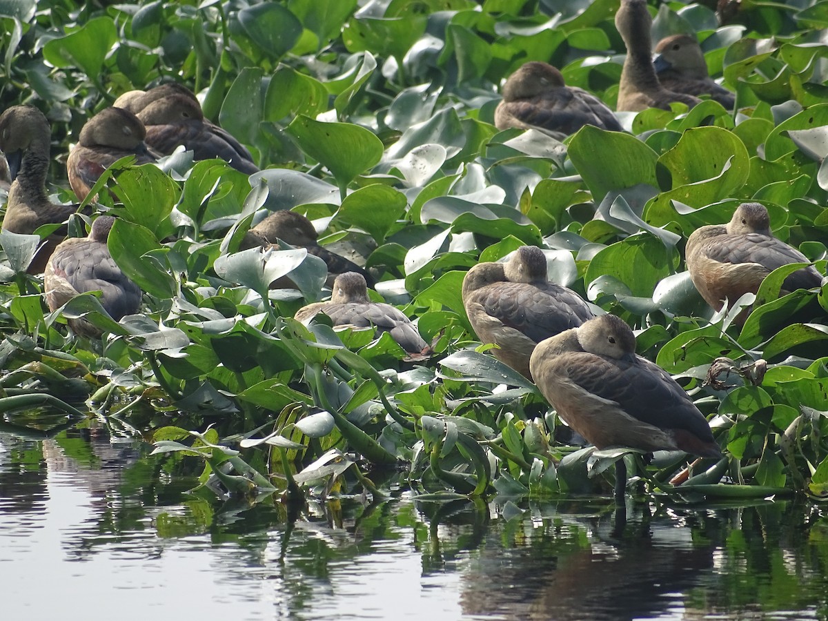 Lesser Whistling-Duck - ML613458257