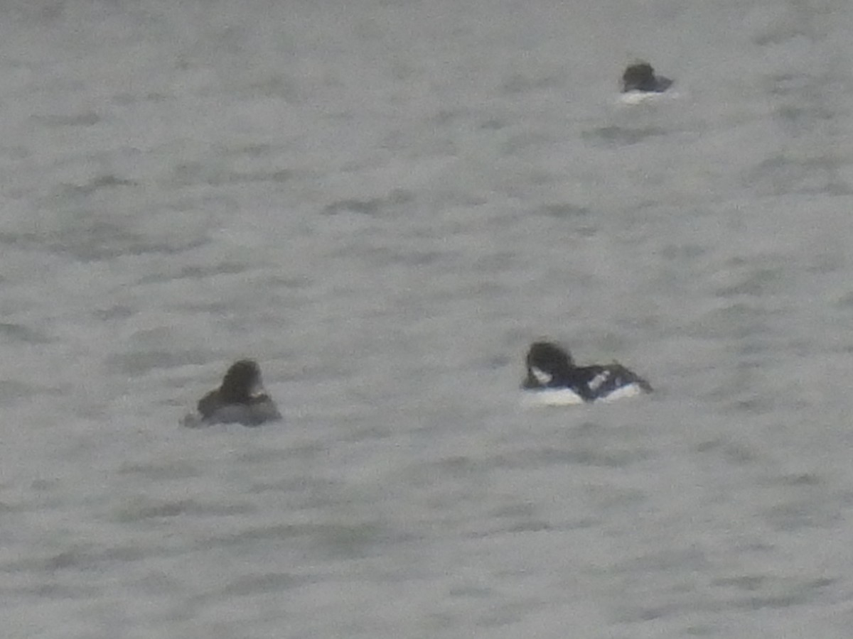 Barrow's Goldeneye - ML613458292