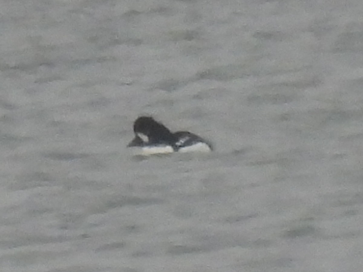 Barrow's Goldeneye - ML613458295