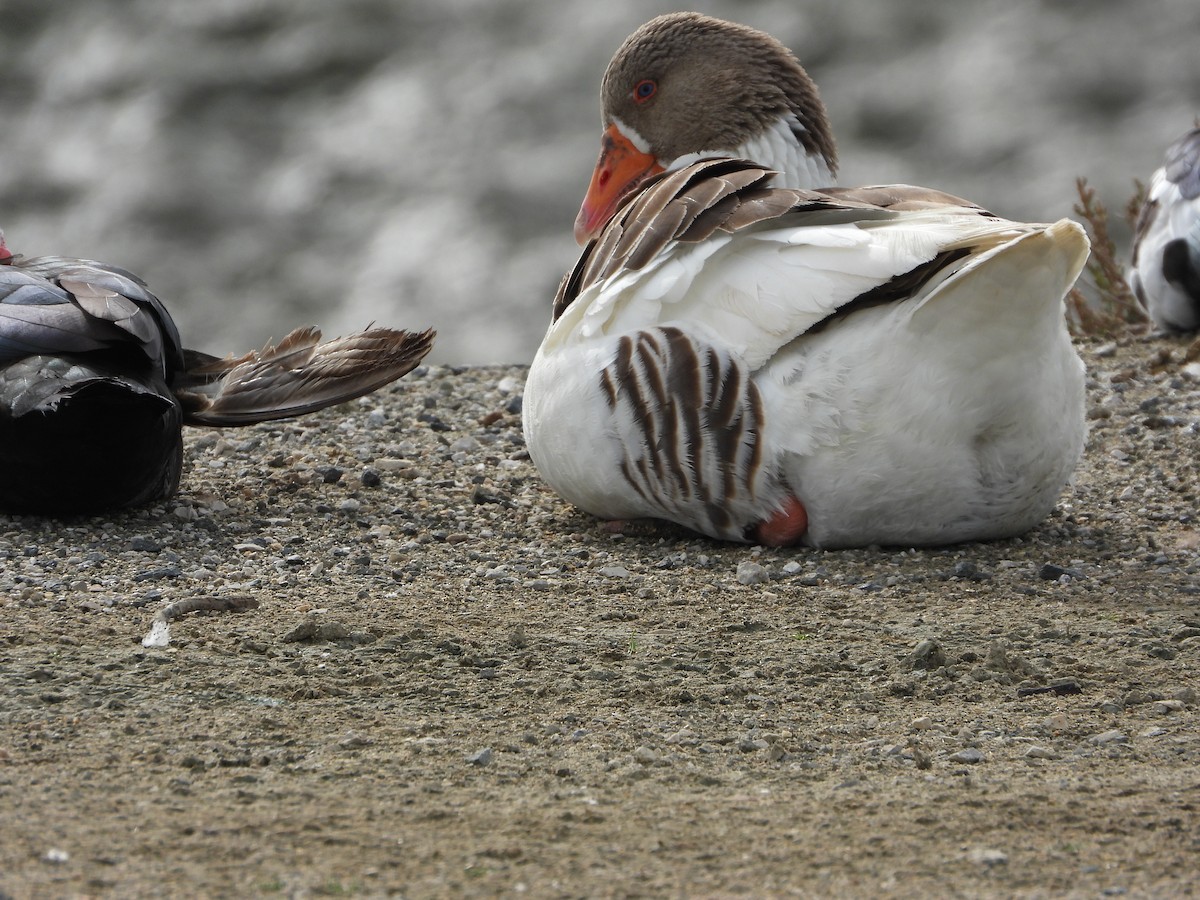 Graylag Goose (Domestic type) - ML613458340