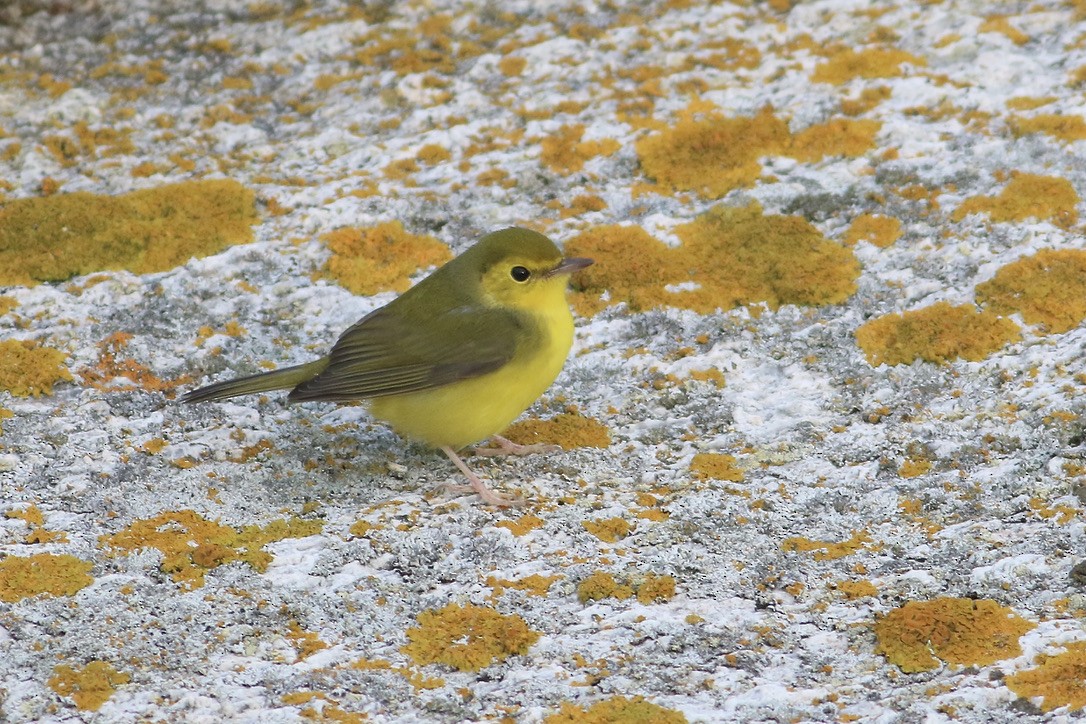 Hooded Warbler - ML613458357