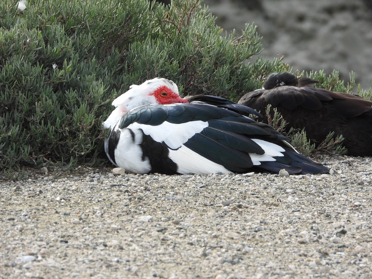 Muscovy Duck (Domestic type) - ML613458370