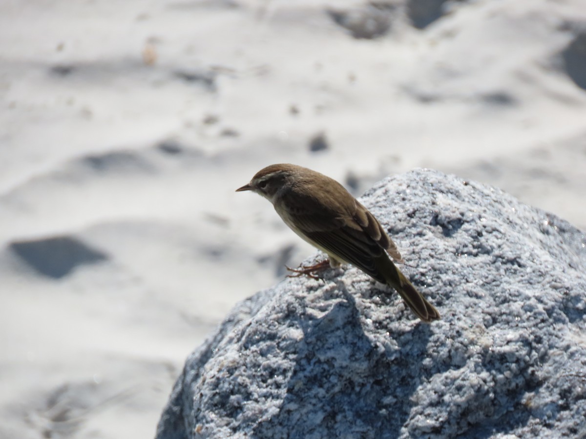 Palm Warbler - ML613458378