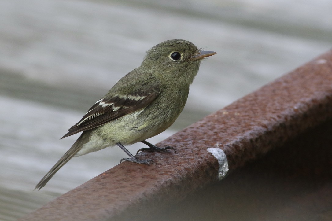 Yellow-bellied Flycatcher - ML613458415