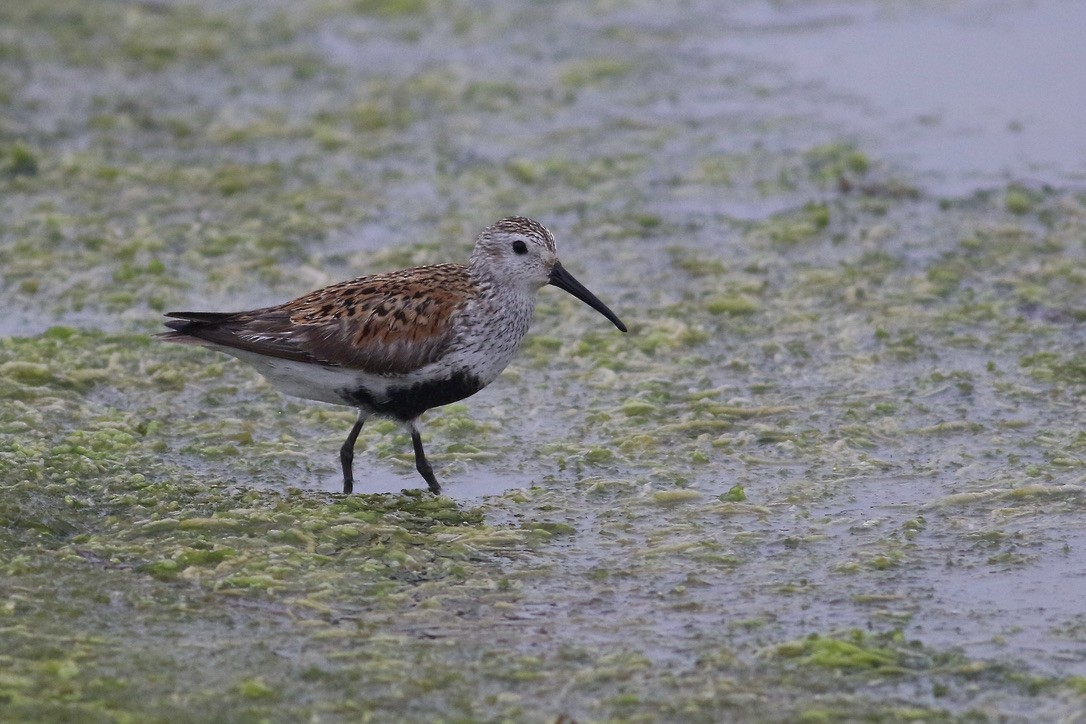 Dunlin - ML613458478