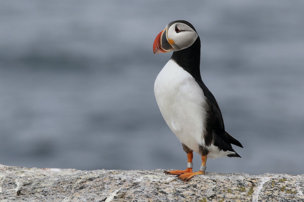 Atlantic Puffin - ML613458495