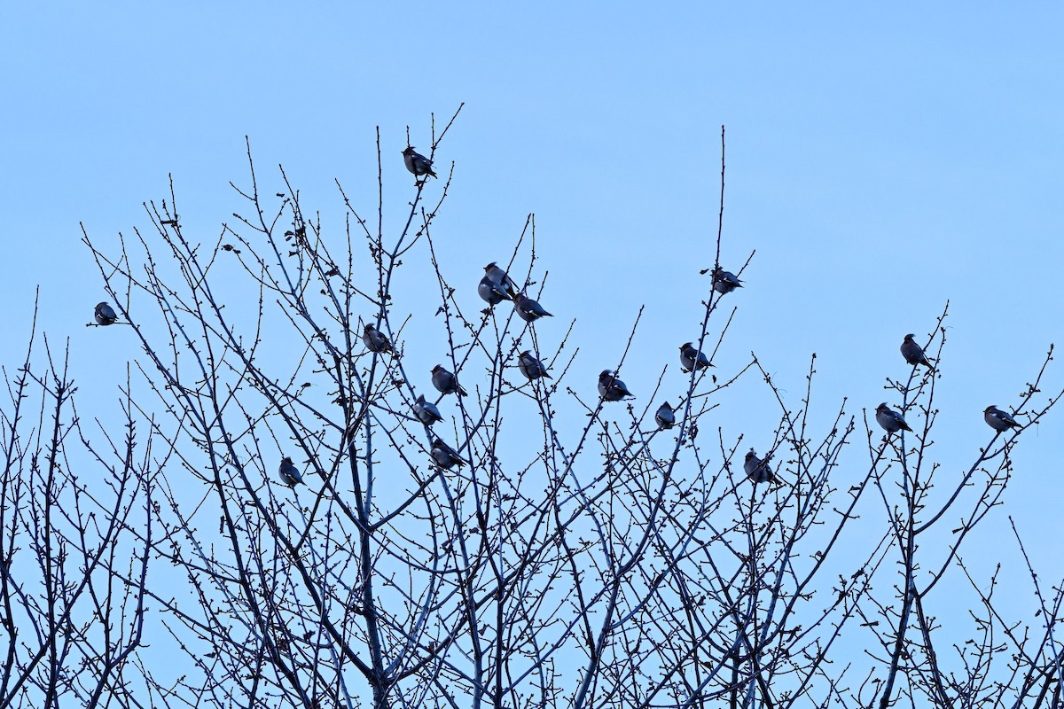 Bohemian Waxwing - ML613458510