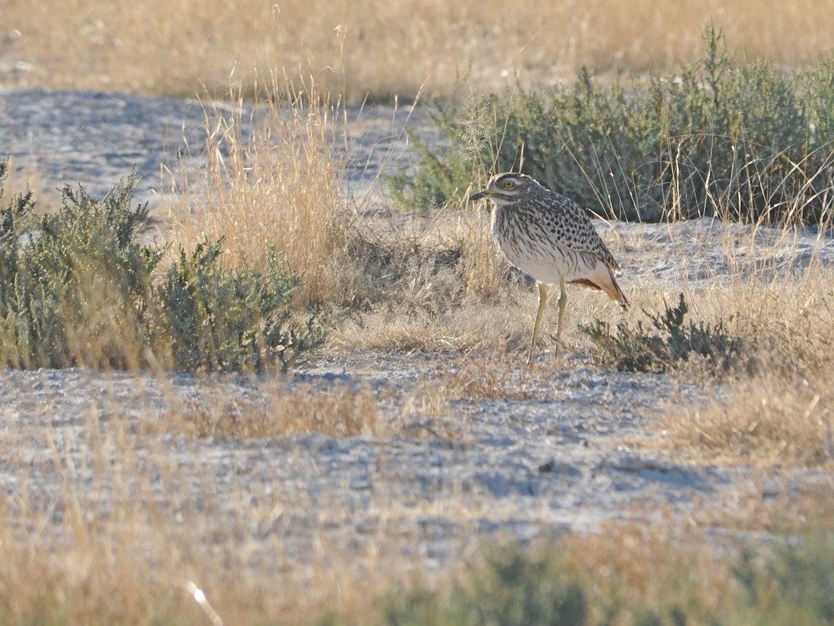 Spotted Thick-knee - ML613458512