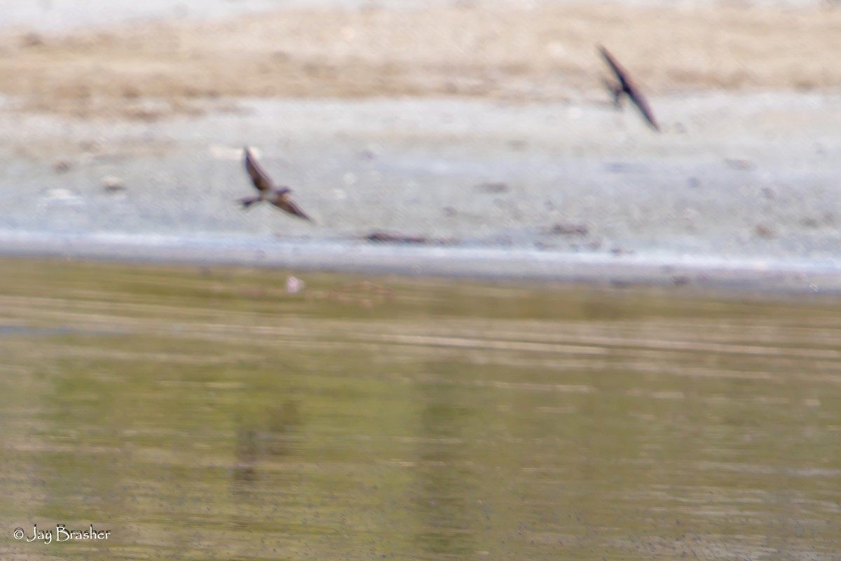 Golondrina Común - ML613458513