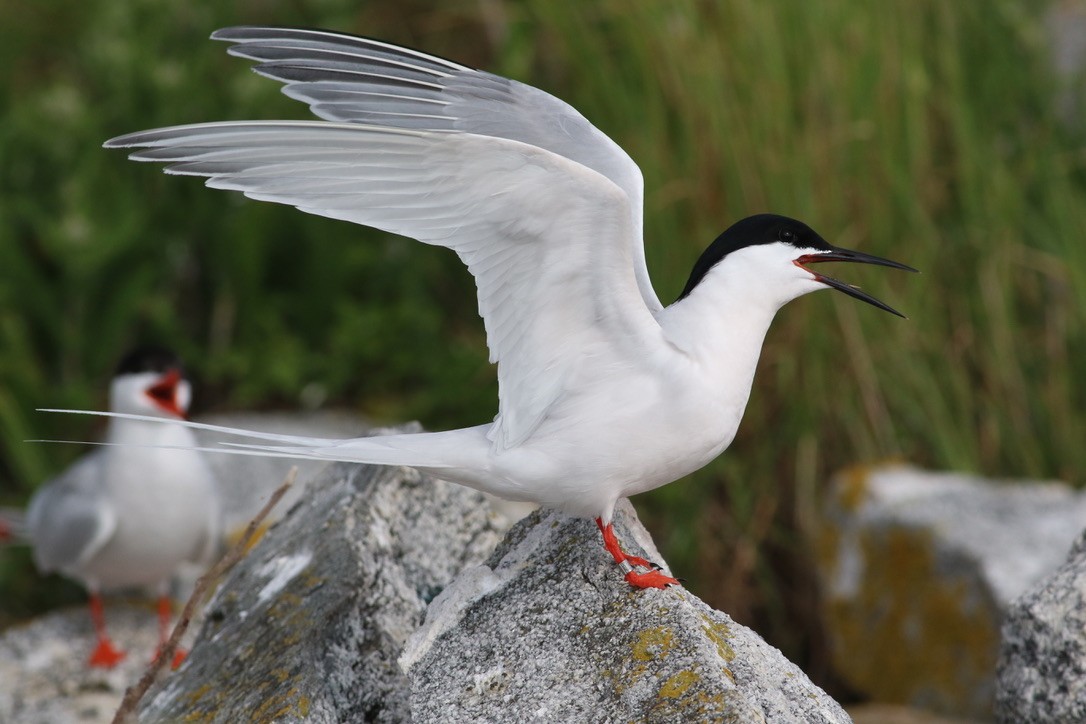 Roseate Tern - ML613458524