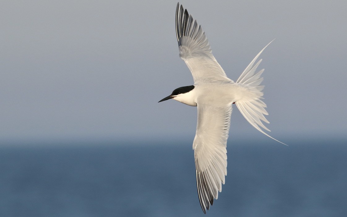 Roseate Tern - ML613458526