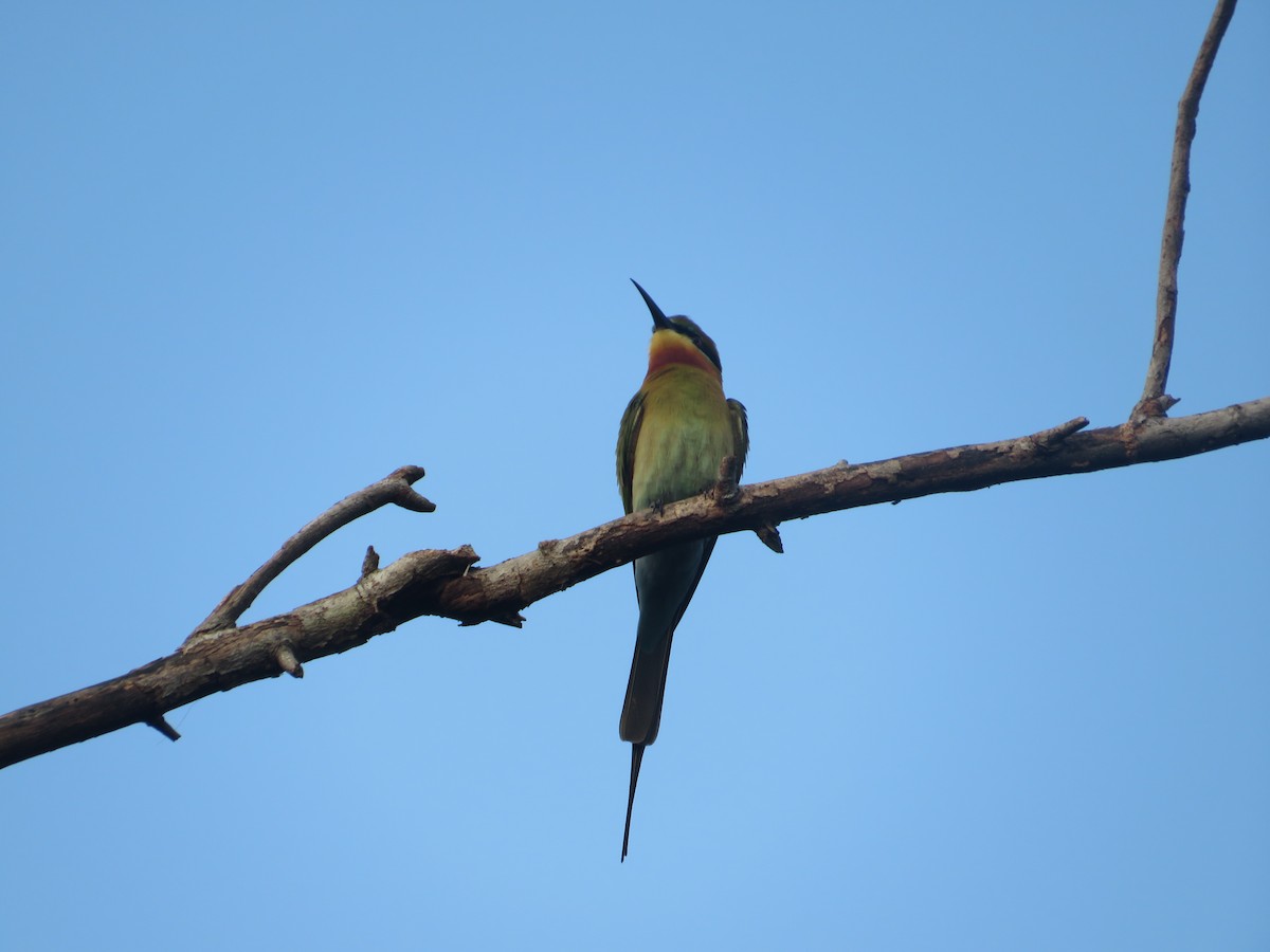 Blue-tailed Bee-eater - ML613458527