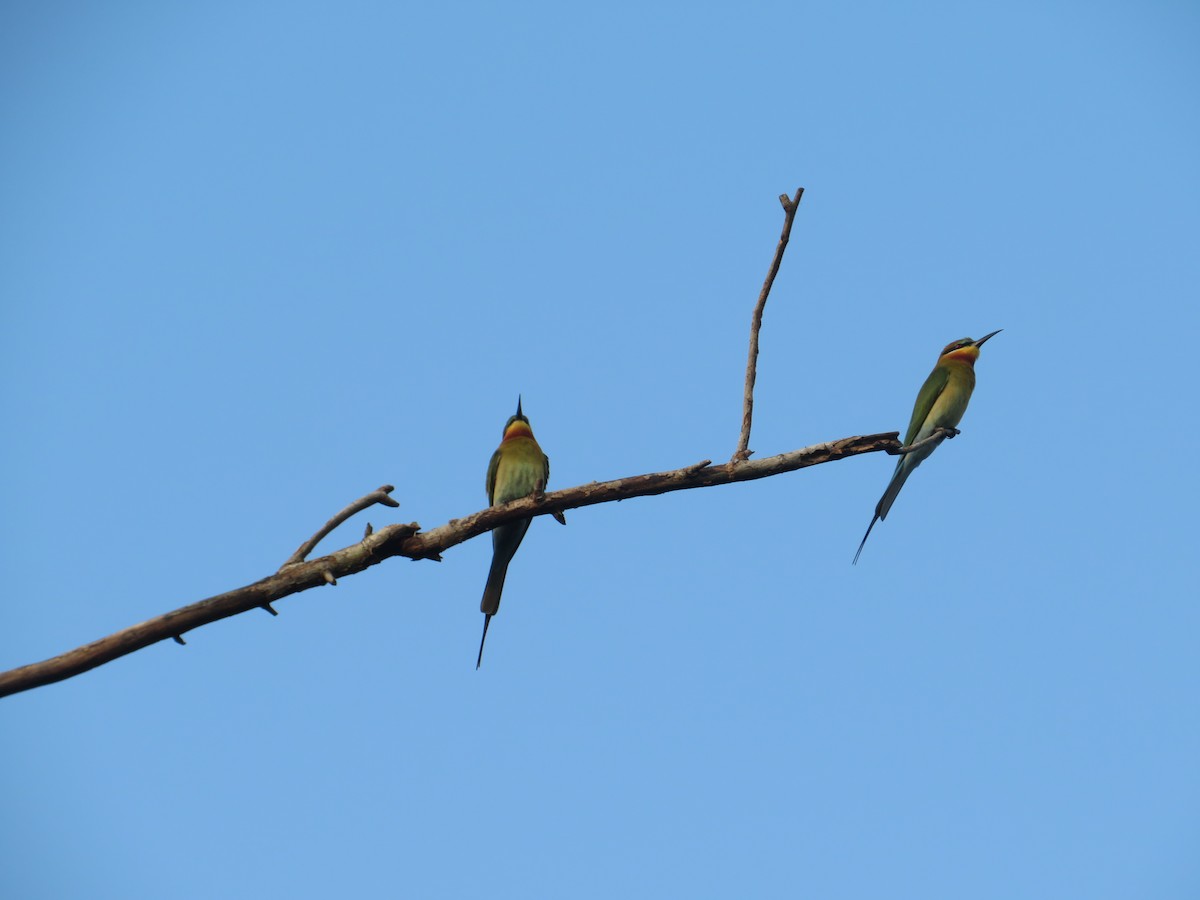 Blue-tailed Bee-eater - Ragupathy Kannan