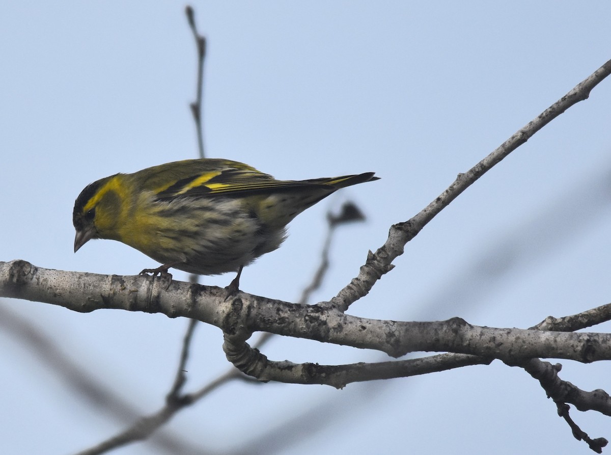 Eurasian Siskin - ML613458550