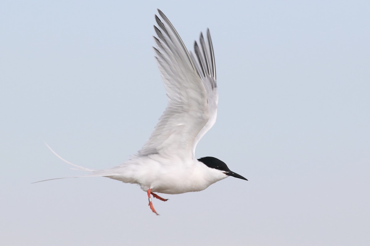 Roseate Tern - ML613458556