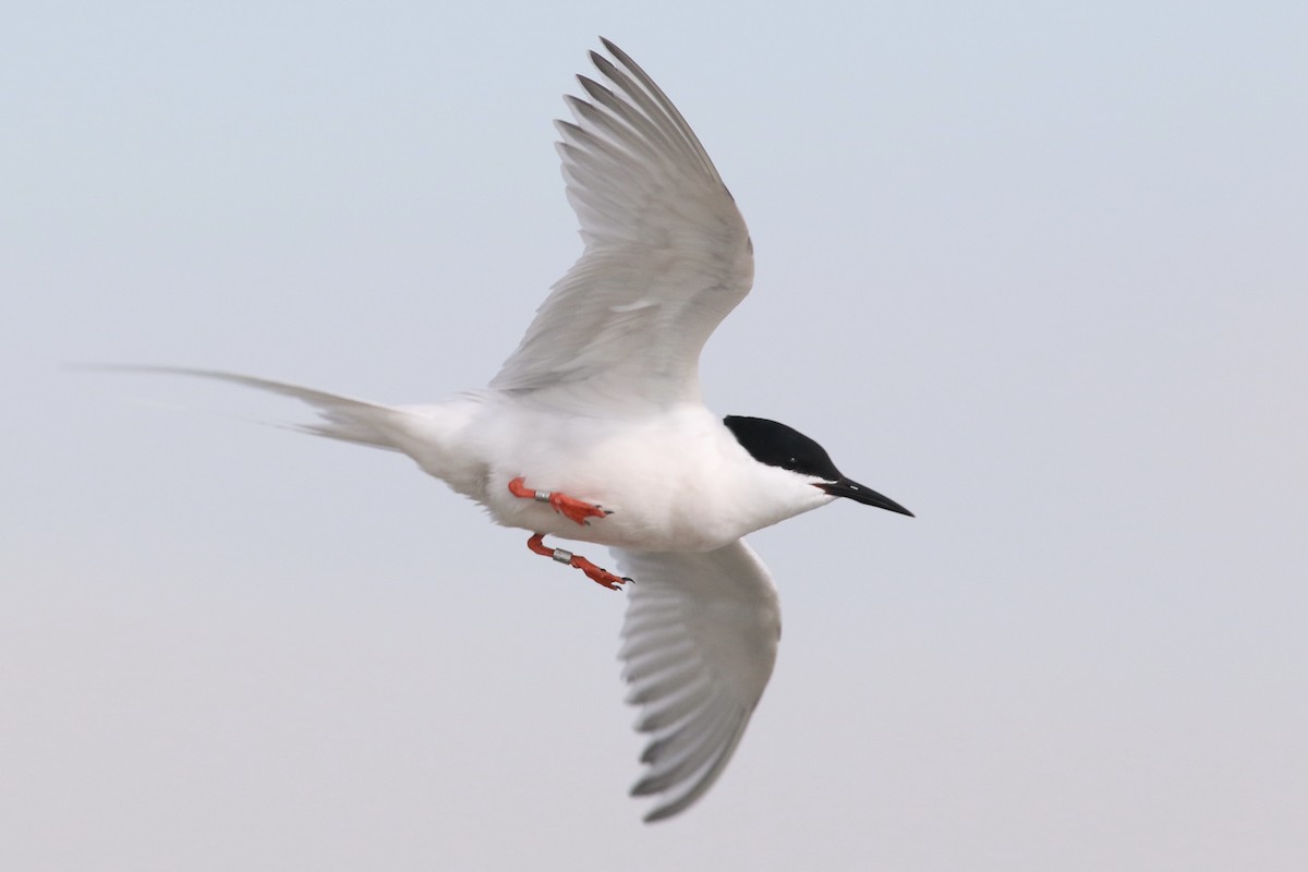 Roseate Tern - ML613458557