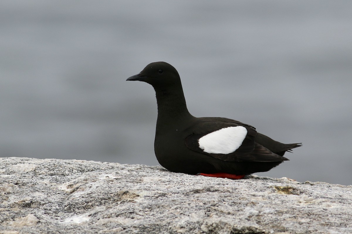 Black Guillemot - ML613458604