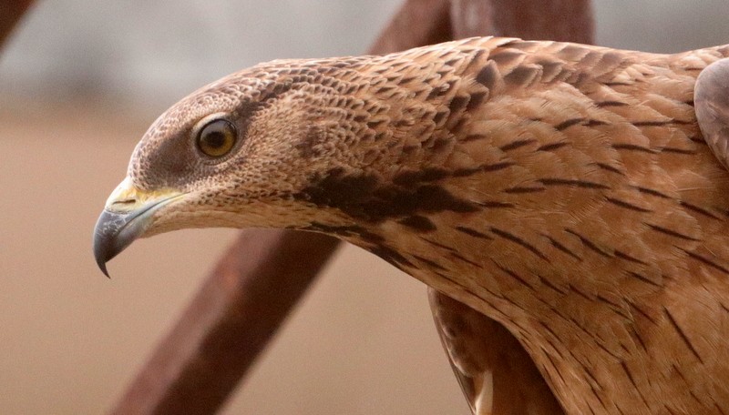 Oriental Honey-buzzard - ML613458610