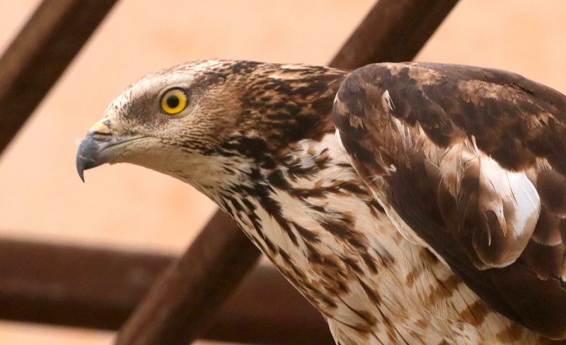 Oriental Honey-buzzard - ML613458616