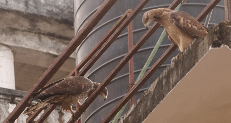 Oriental Honey-buzzard - ML613458650