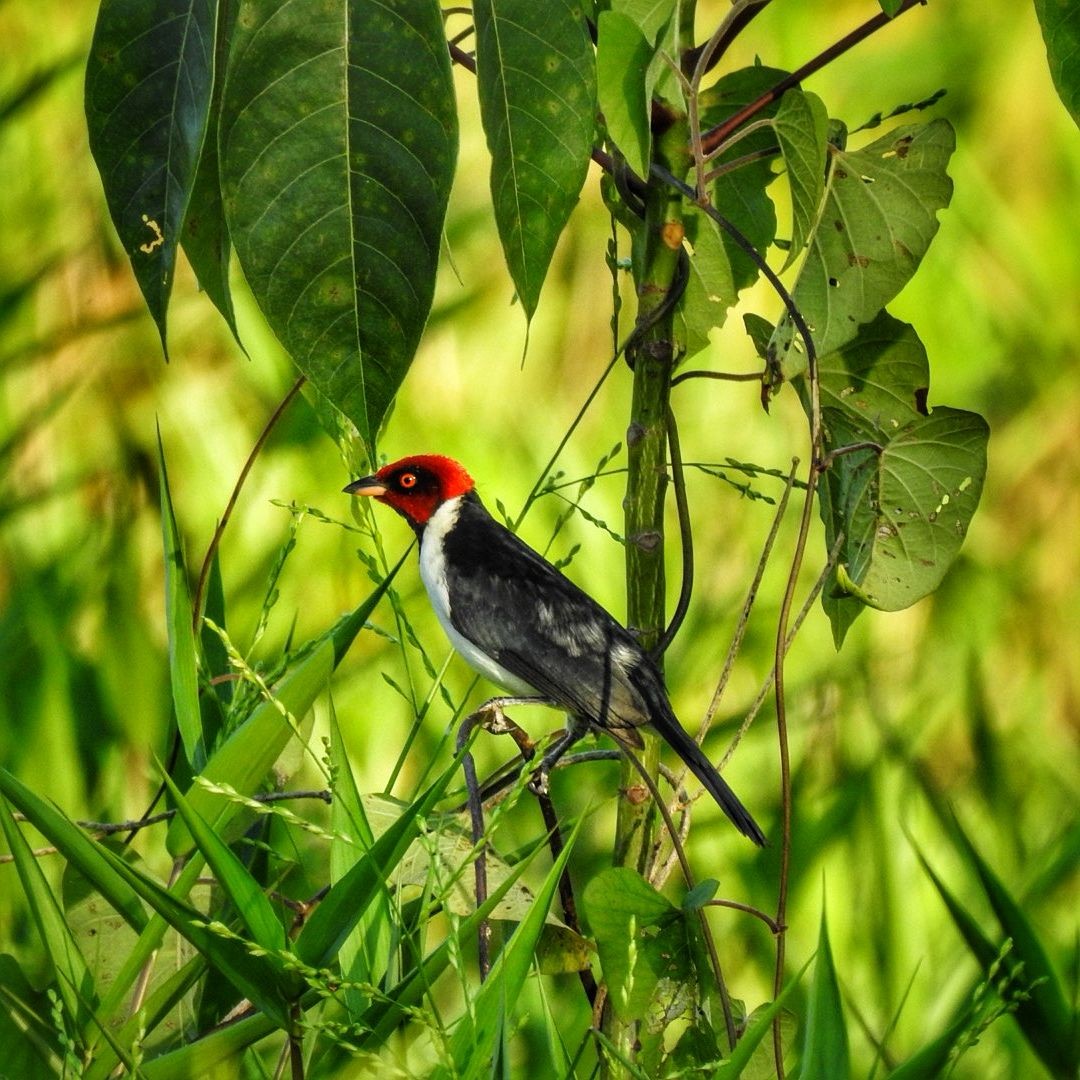 Red-capped Cardinal - Andrea  Hinek