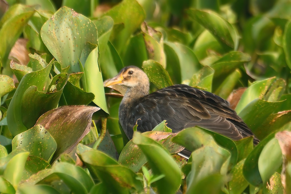 Watercock - Kadhiravan Balasubramanian