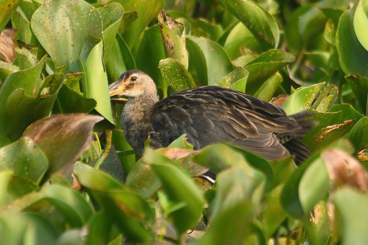 Watercock - ML613458666