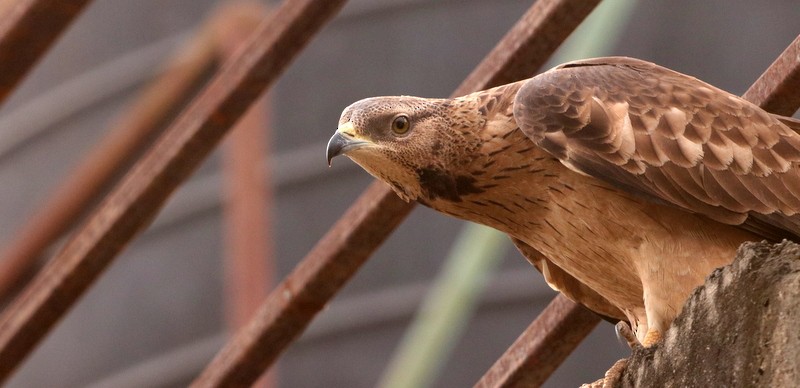 Oriental Honey-buzzard - ML613458668