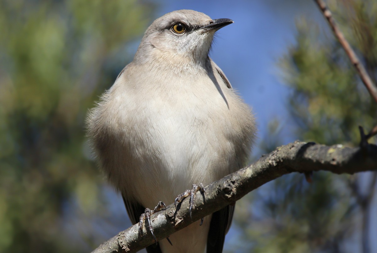 Northern Mockingbird - ML613458670