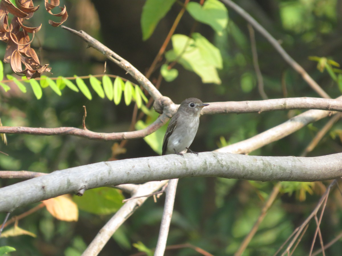 Asian Brown Flycatcher - Ragupathy Kannan