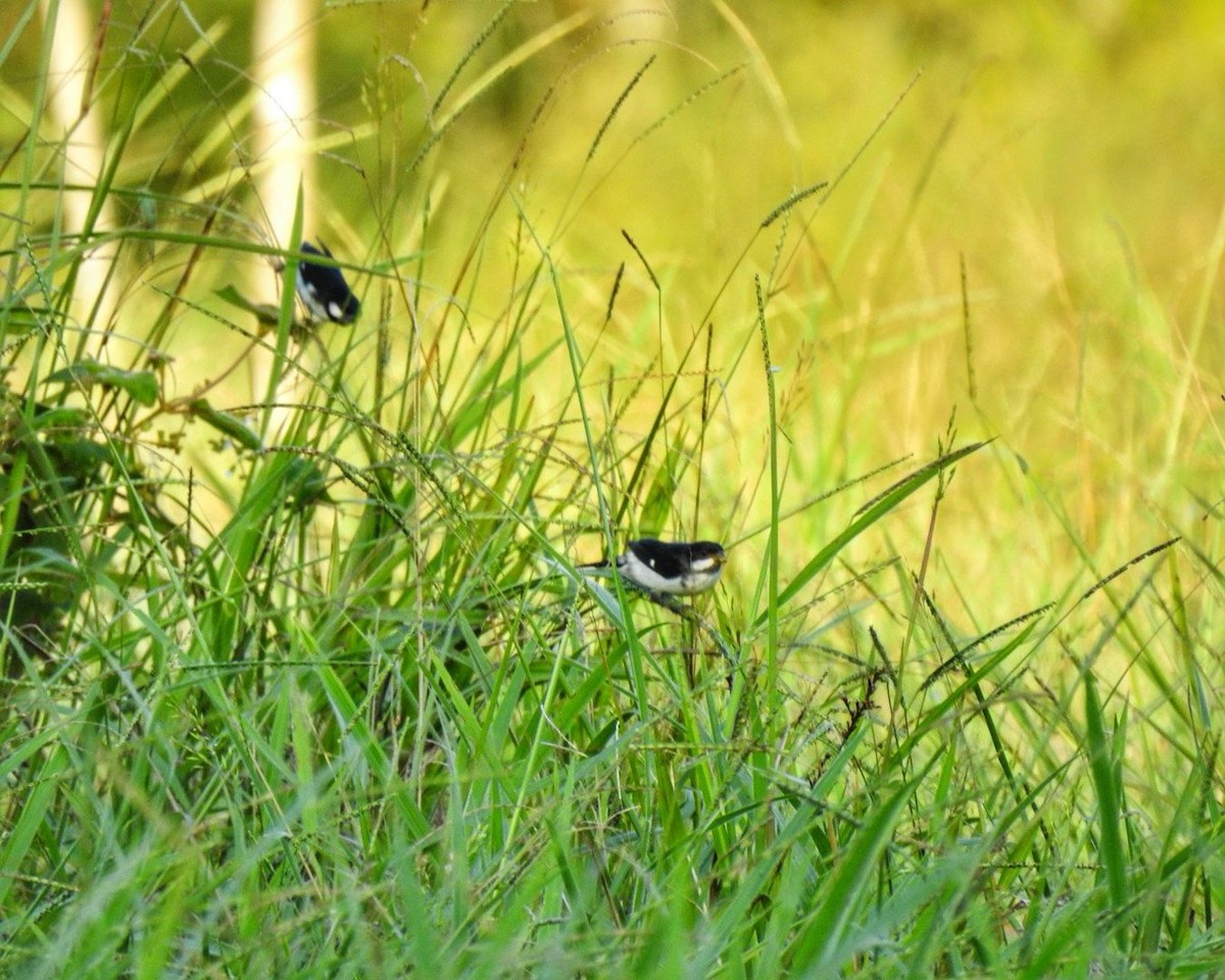 Lesson's Seedeater - ML613458692