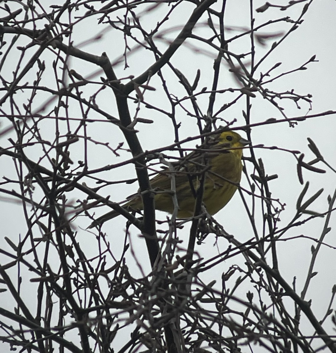 Yellowhammer - ML613458693