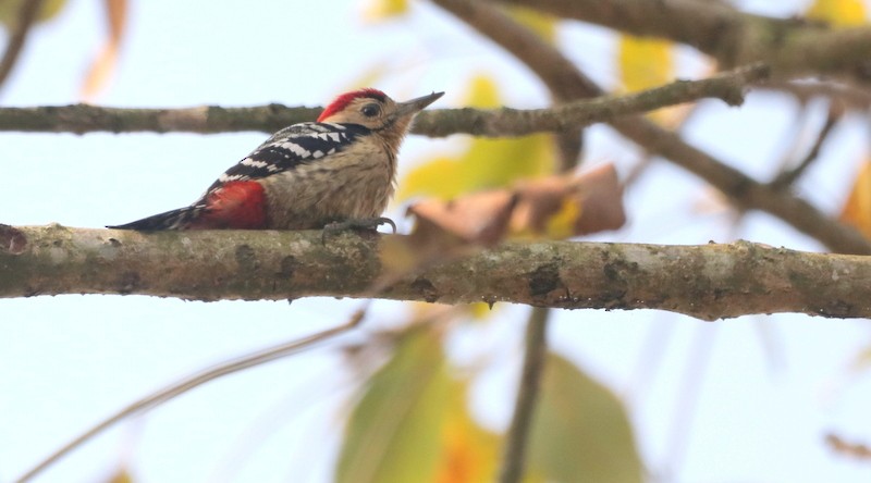 Fulvous-breasted Woodpecker - ML613458697