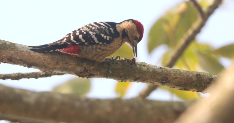 Fulvous-breasted Woodpecker - ML613458698