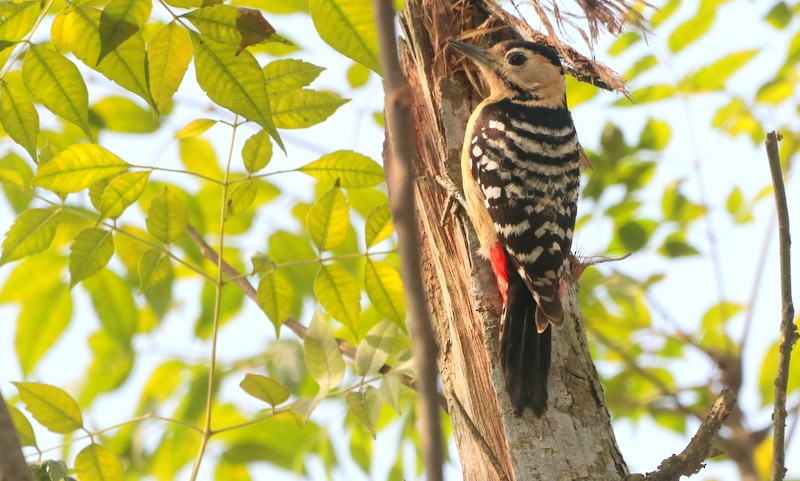 Fulvous-breasted Woodpecker - ML613458699