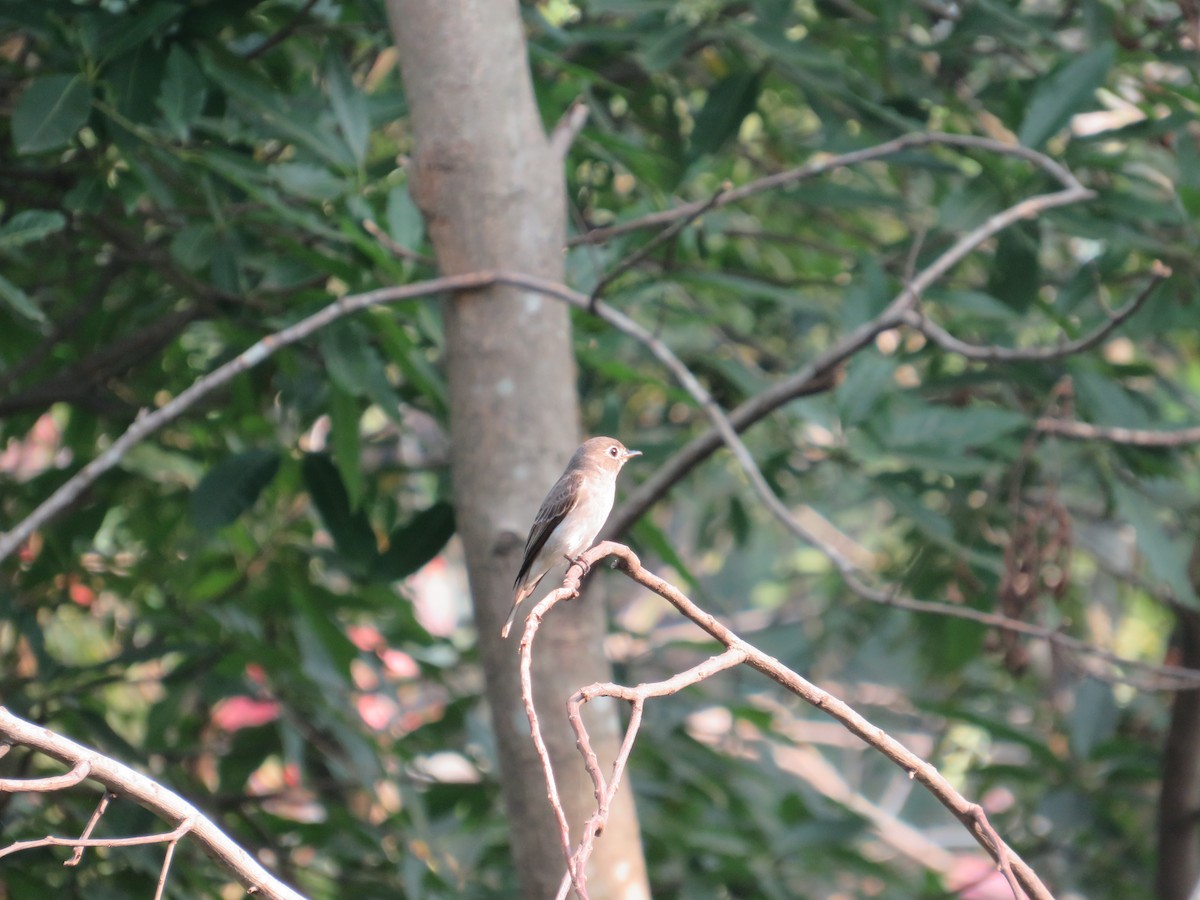 Asian Brown Flycatcher - ML613458707